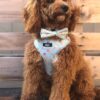 Dog Bow Tie | Ice Cream Design Bow Tie For Dog Collars | Blue Summer Scoops Haus of Woof UK Puppy Accessories - Image 2
