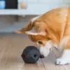 Modern Enrichment Dog Puzzle Toy - (Black)