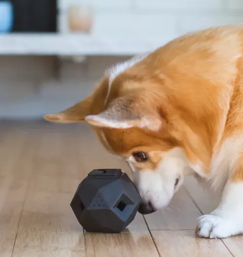 Modern Enrichment Dog Puzzle Toy - (Black)