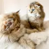 100% Sheepskin Off White Ivory Pet Mat Cat Bed Lambskin for Pets Bed Liner Fur Throw Mini Rug Pets Gifts