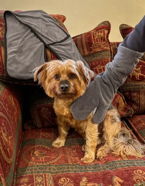 Dog Drying Long Gloves. Pair of Mitts. After Bath, Beach and Muddy Walks. Microfiber Towel Gloves. Paws, Ears & more. For Dogs and Horses