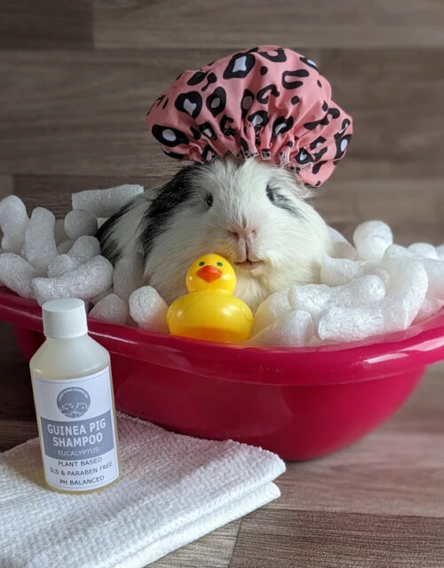 Guinea Pig Shampoo, Guinea Pig Grooming, Guinea Pig Accessories, Guinea Pig Care, Guinea Pig Lover, Guinea Pig Bath, Guinea Pig Gifts